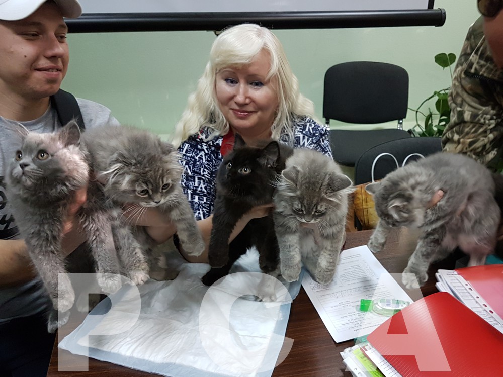 Помет шотландских котят