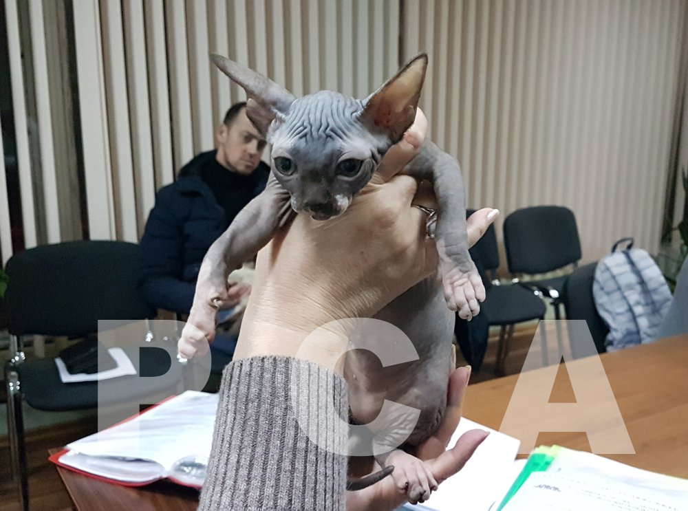 Помет котят канадских сфинксов