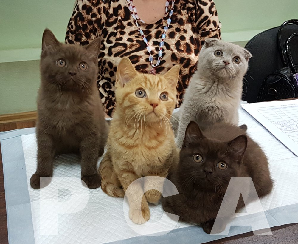 Помет шотландских котят
